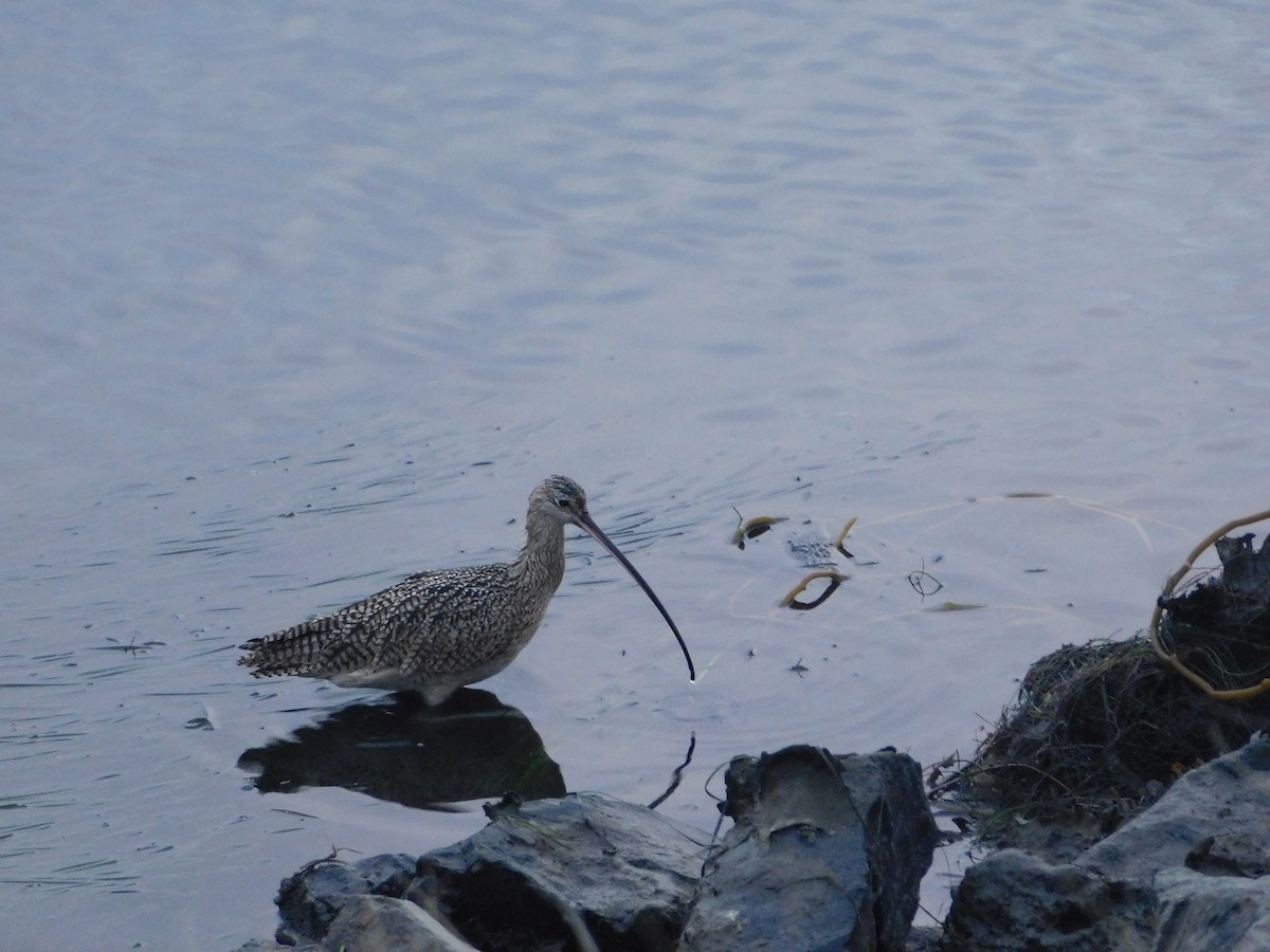 Long-billed Curlew - ML398158301