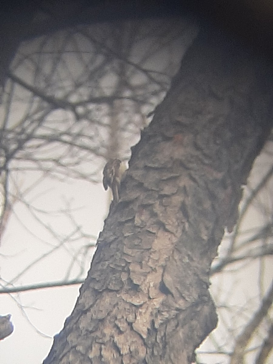 amerikatrekryper - ML398158351