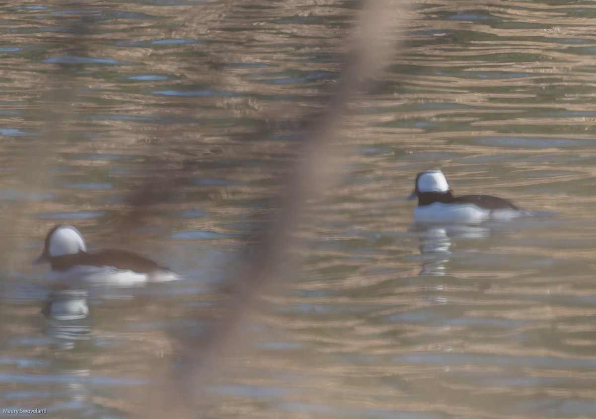 Bufflehead - Maury Swoveland