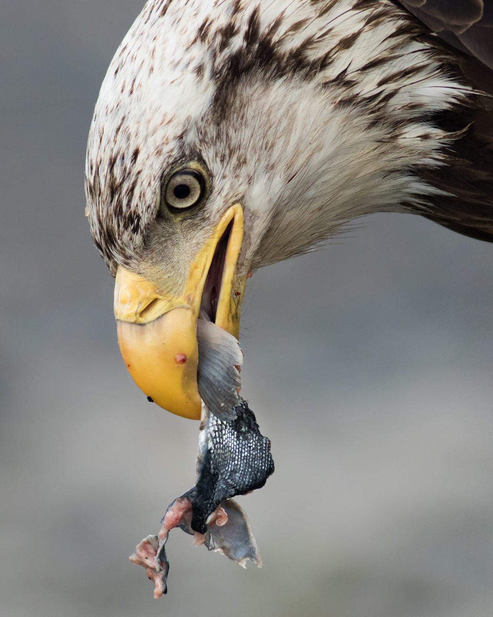 Bald Eagle - ML398159661