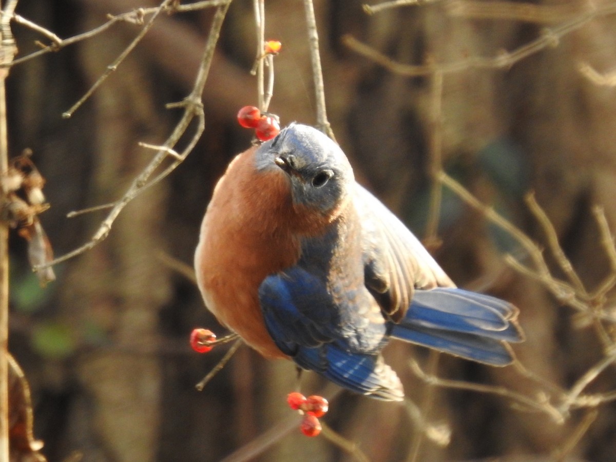 Eastern Bluebird - ML398159951