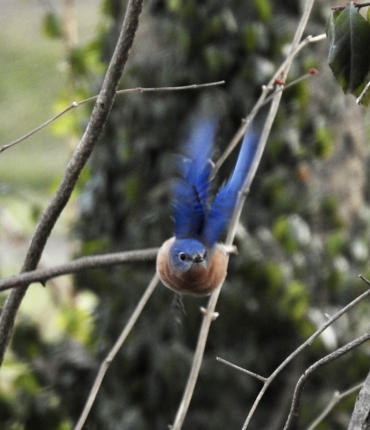 Eastern Bluebird - ML398160001
