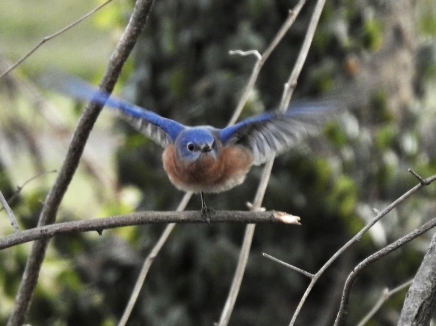 Eastern Bluebird - ML398160011