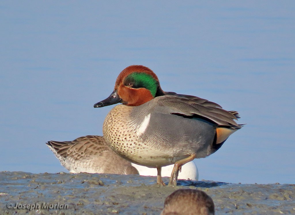 Green-winged Teal - Joseph Morlan