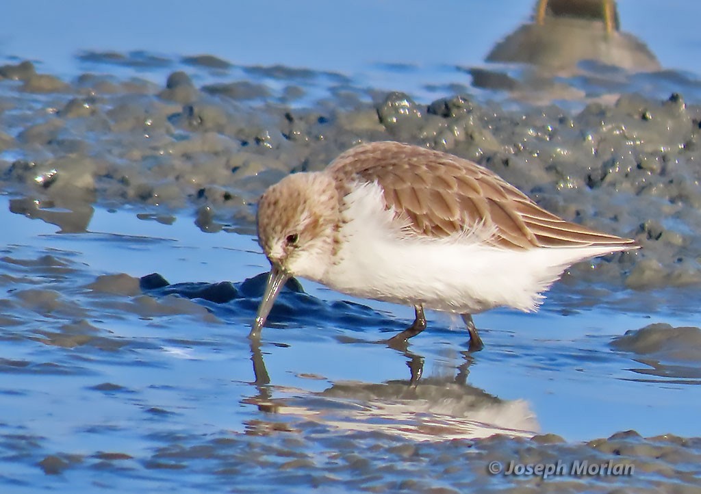 Western Sandpiper - Joseph Morlan