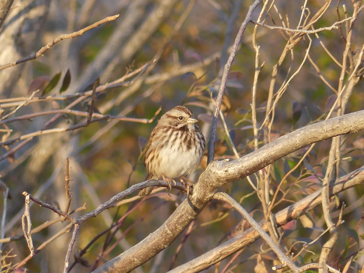 Song Sparrow - ML398160551