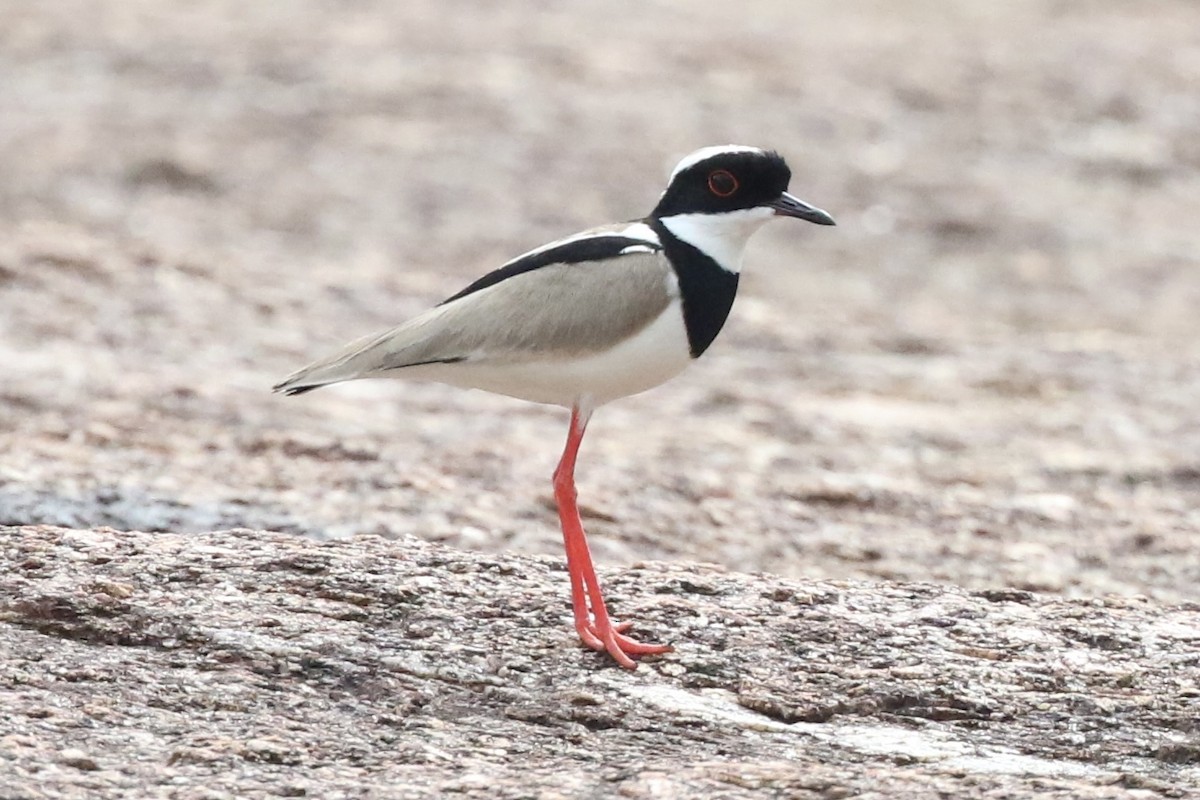 Pied Plover - Lisa Carol Wolf