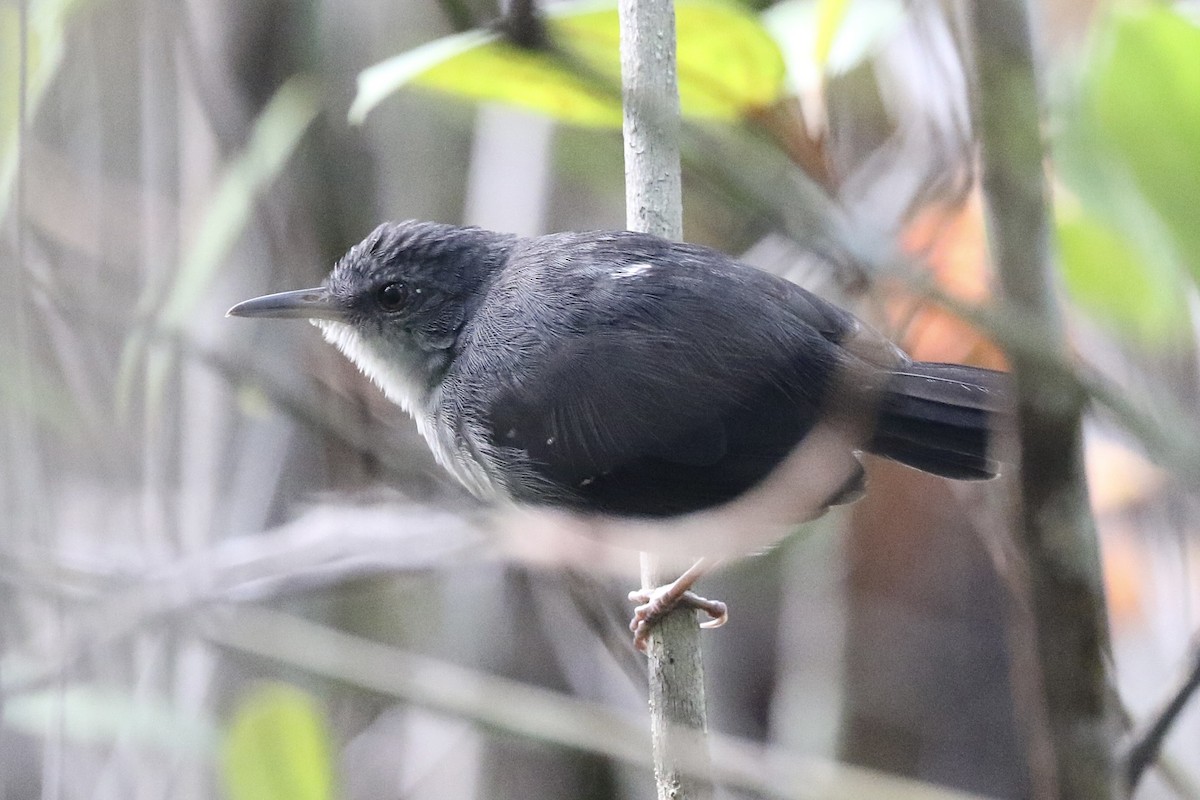 Yapacana Antbird - Lisa Carol Wolf
