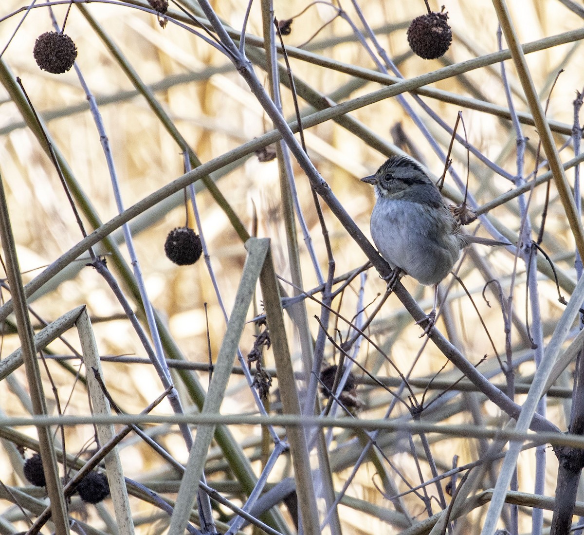 Swamp Sparrow - ML398163721