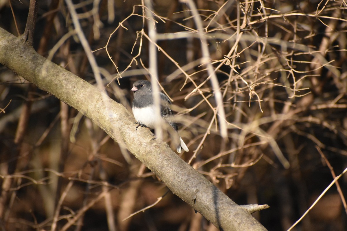 Dark-eyed Junco - Dan Cowell