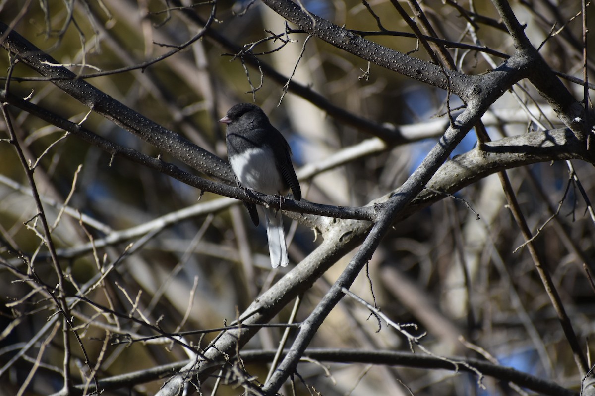 Junco ardoisé - ML398164691