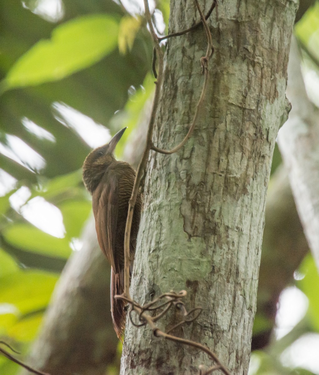 Northern Barred-Woodcreeper - ML398167851