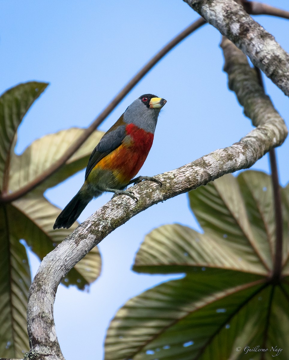 Toucan Barbet - Guillermo NAGY Aramacao Tours