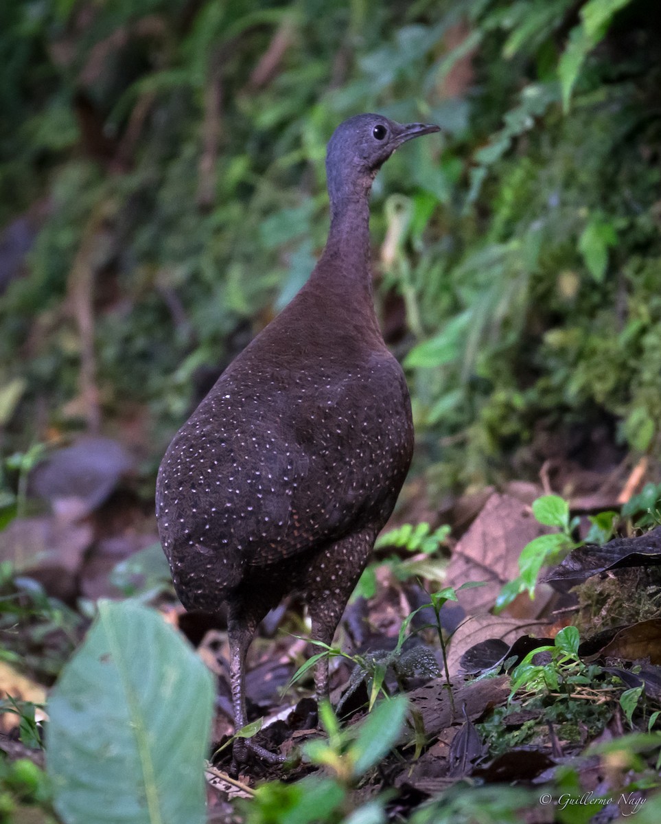 Highland Tinamou - ML398169231
