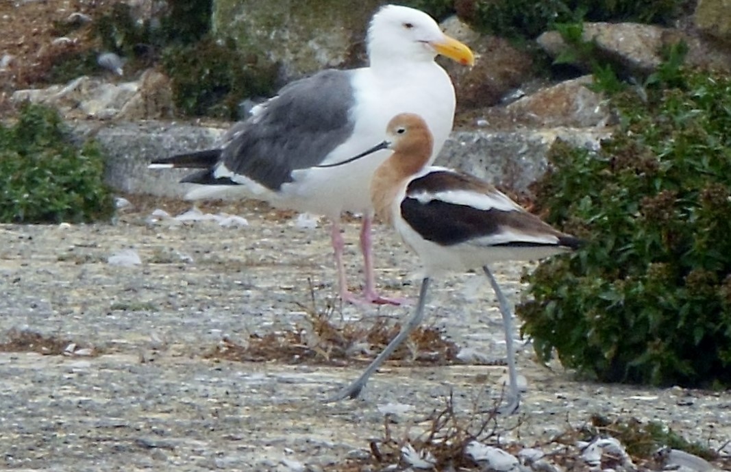 Avoceta Americana - ML398169491