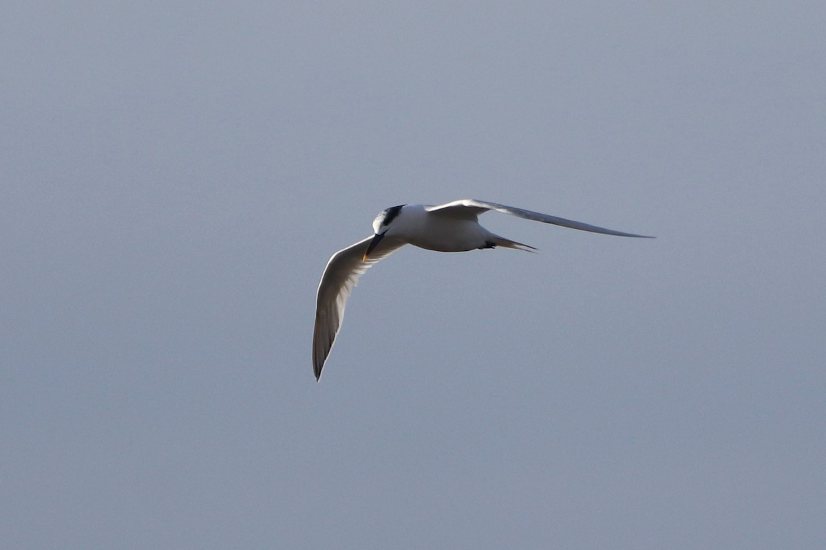 Sandwich Tern - ML398170101