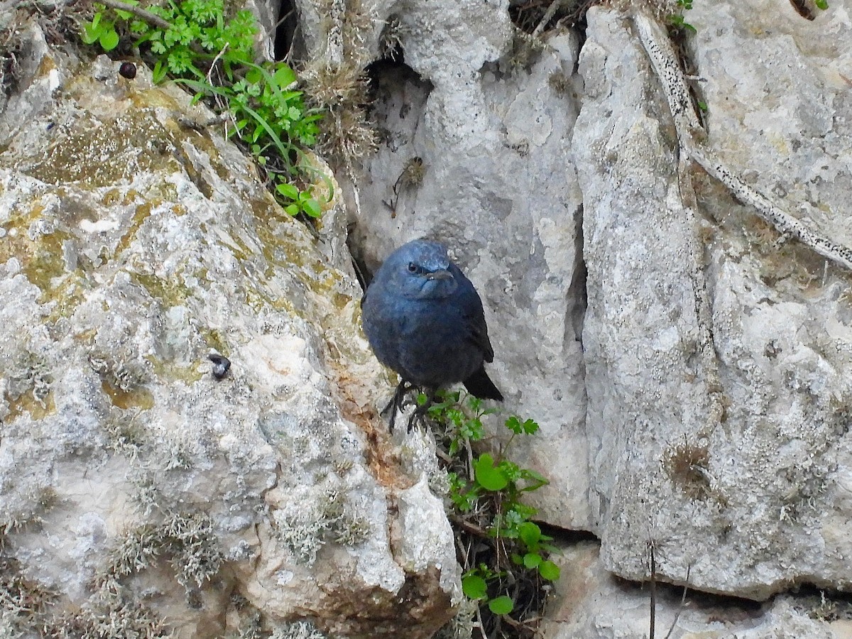 Blue Rock-Thrush - ML398171031