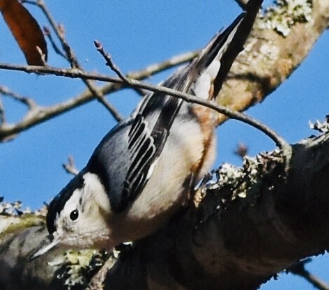 White-breasted Nuthatch - ML398171921