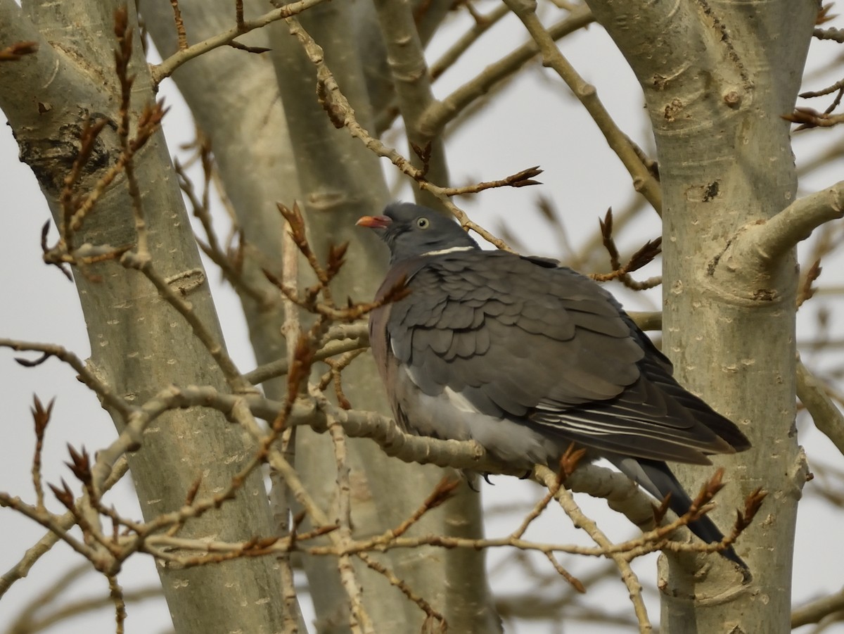 Common Wood-Pigeon - ML398172401