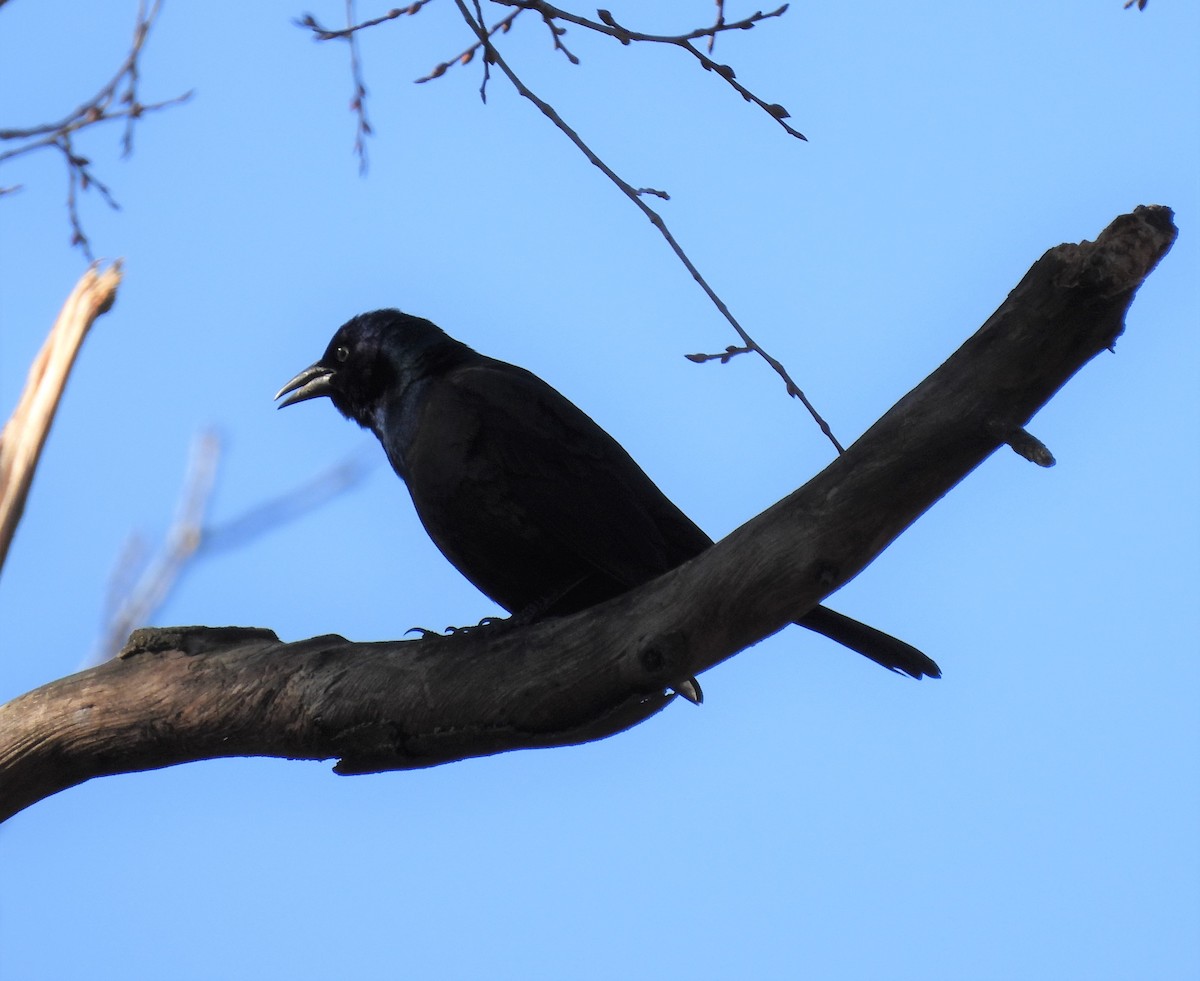 Common Grackle - Jenny Young