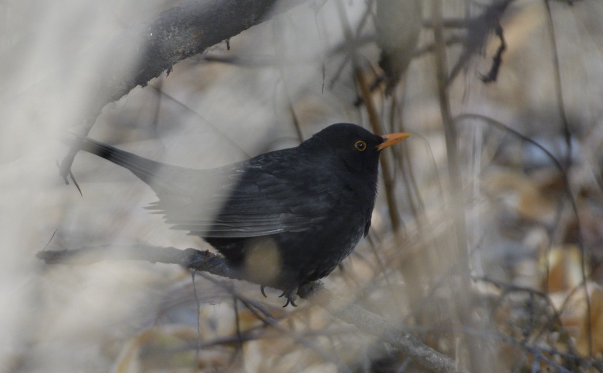 Eurasian Blackbird - ML398172751