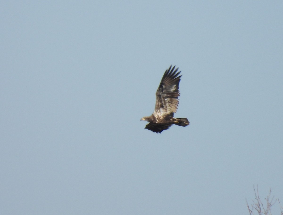 Weißkopf-Seeadler - ML398173371