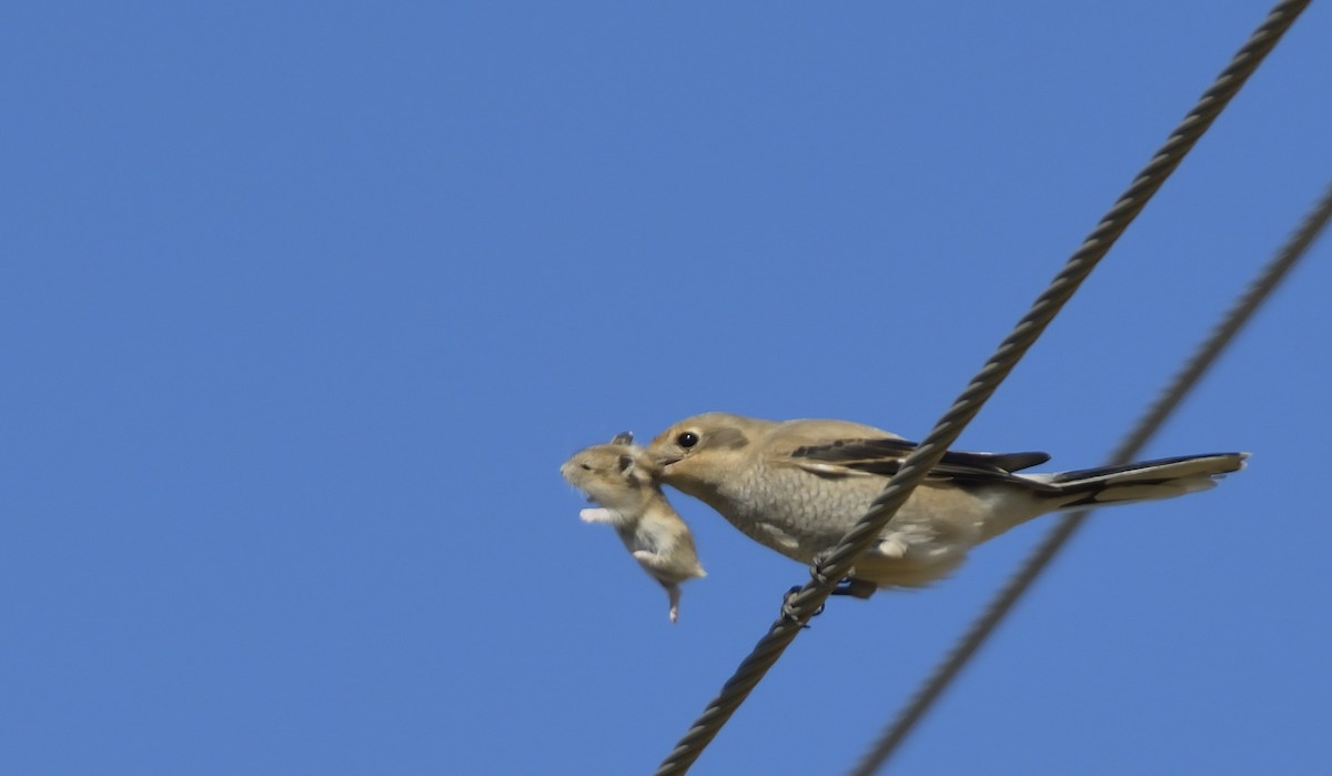 Northern Shrike - ML398173561