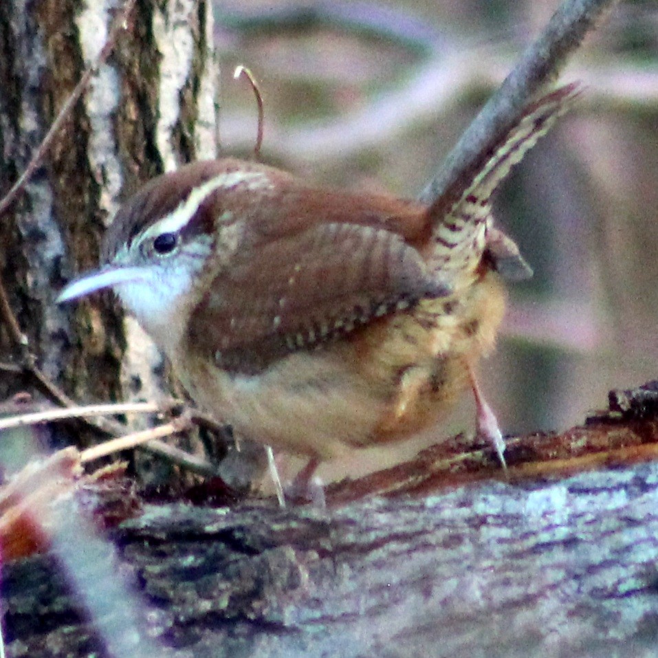 Carolina Wren - ML398174421