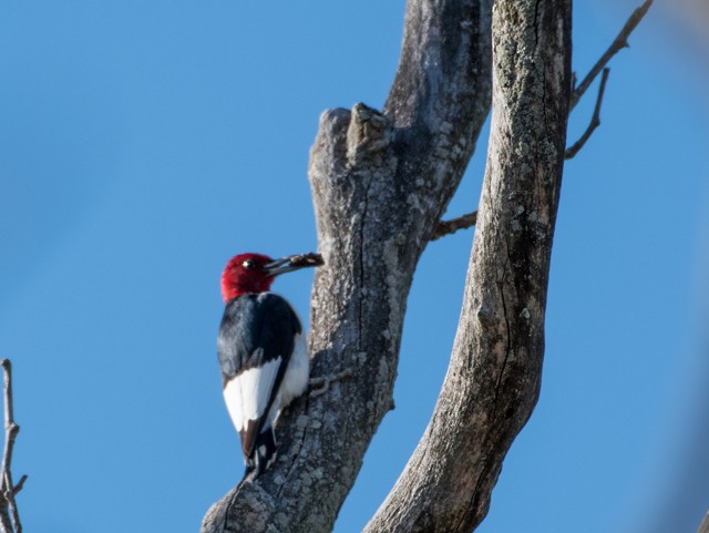 Pic à tête rouge - ML39817681