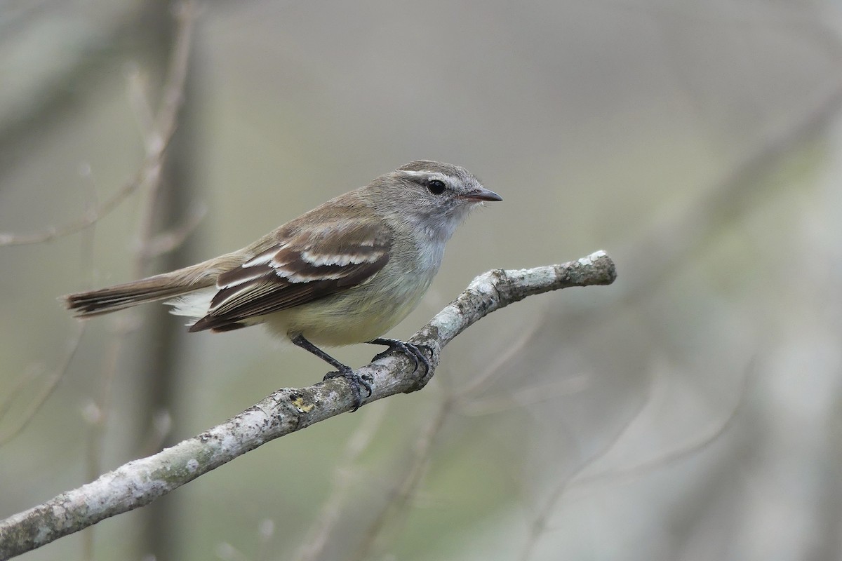 Mouse-colored Tyrannulet (Southern) - Jorge  Quiroga