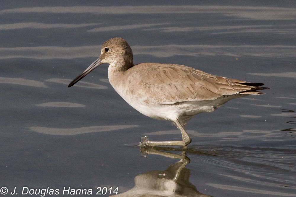 Willet - ML398179371