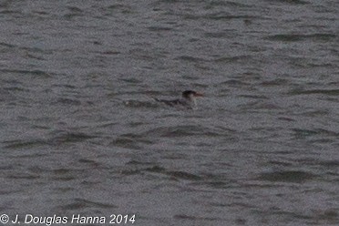 Red-billed Tropicbird - ML398179671