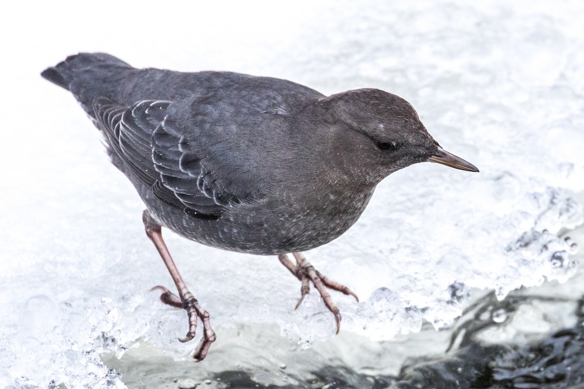 American Dipper - ML398180691