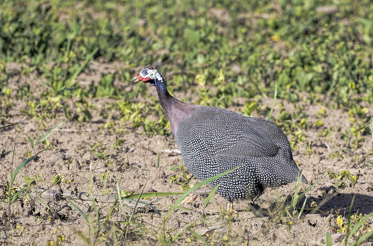 普通珠雞(馴化) - ML398181111