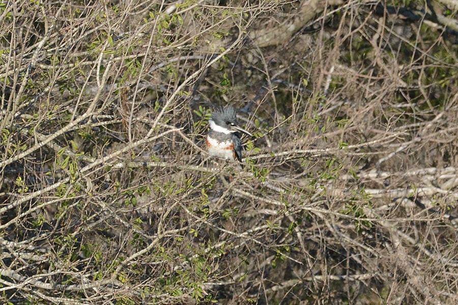 Belted Kingfisher - ML398183131