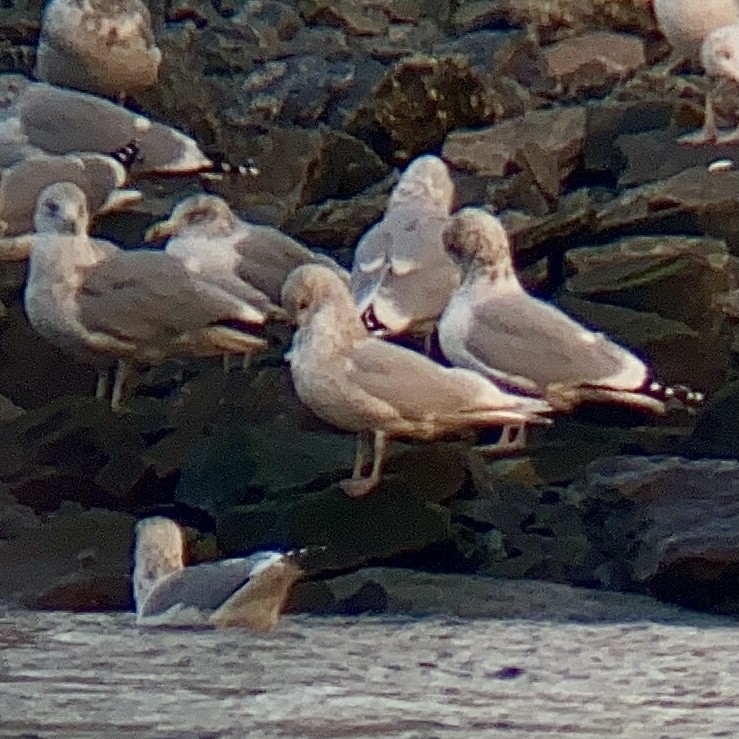 Larus sp. - ML398183431