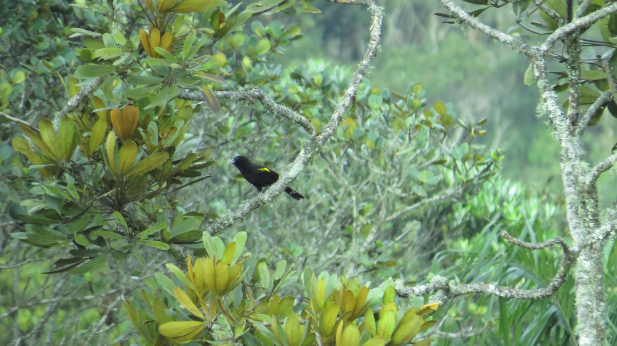 Mountain Cacique (Golden-shouldered) - ML398184101