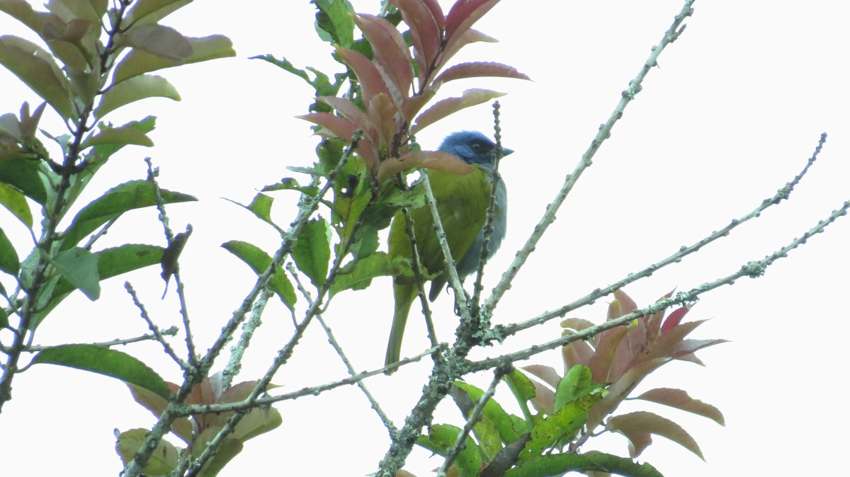 Blue-capped Tanager - ML398184851