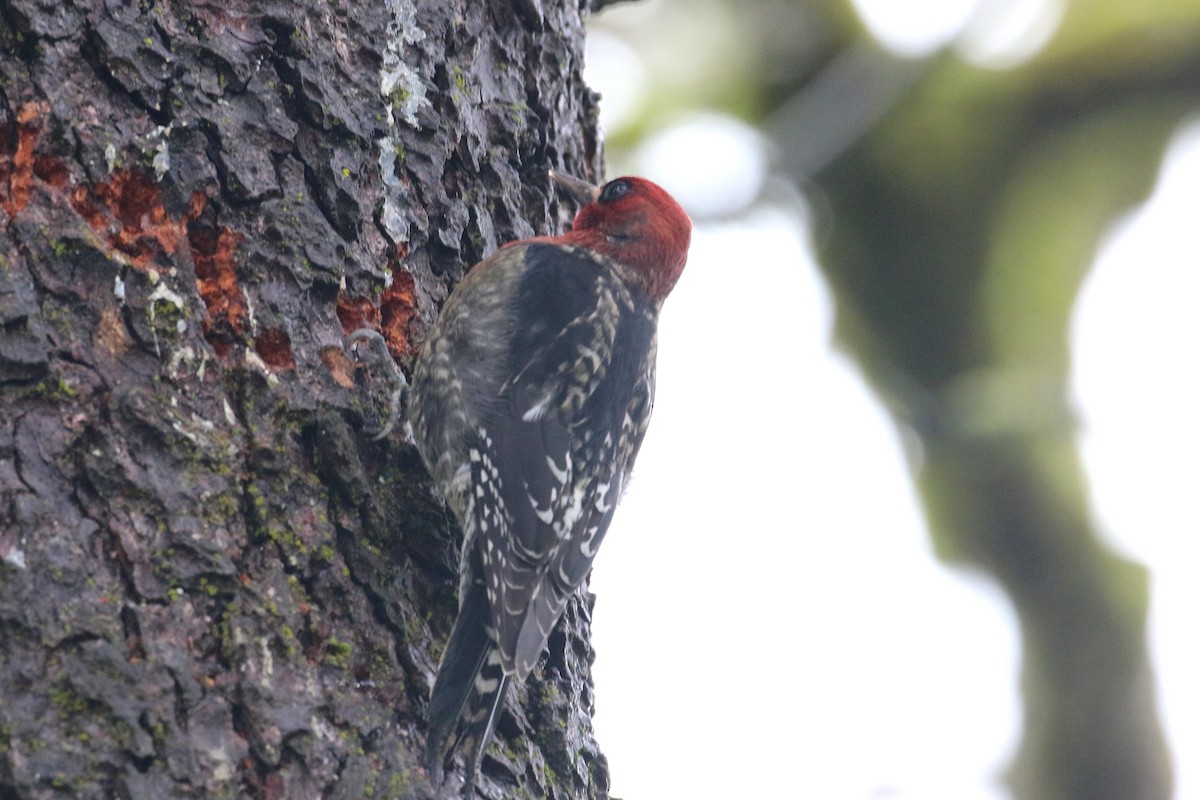 Red-breasted Sapsucker - ML398186171