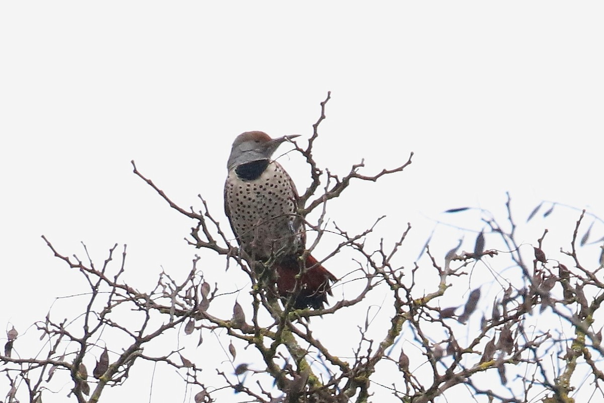 Northern Flicker - ML398186211