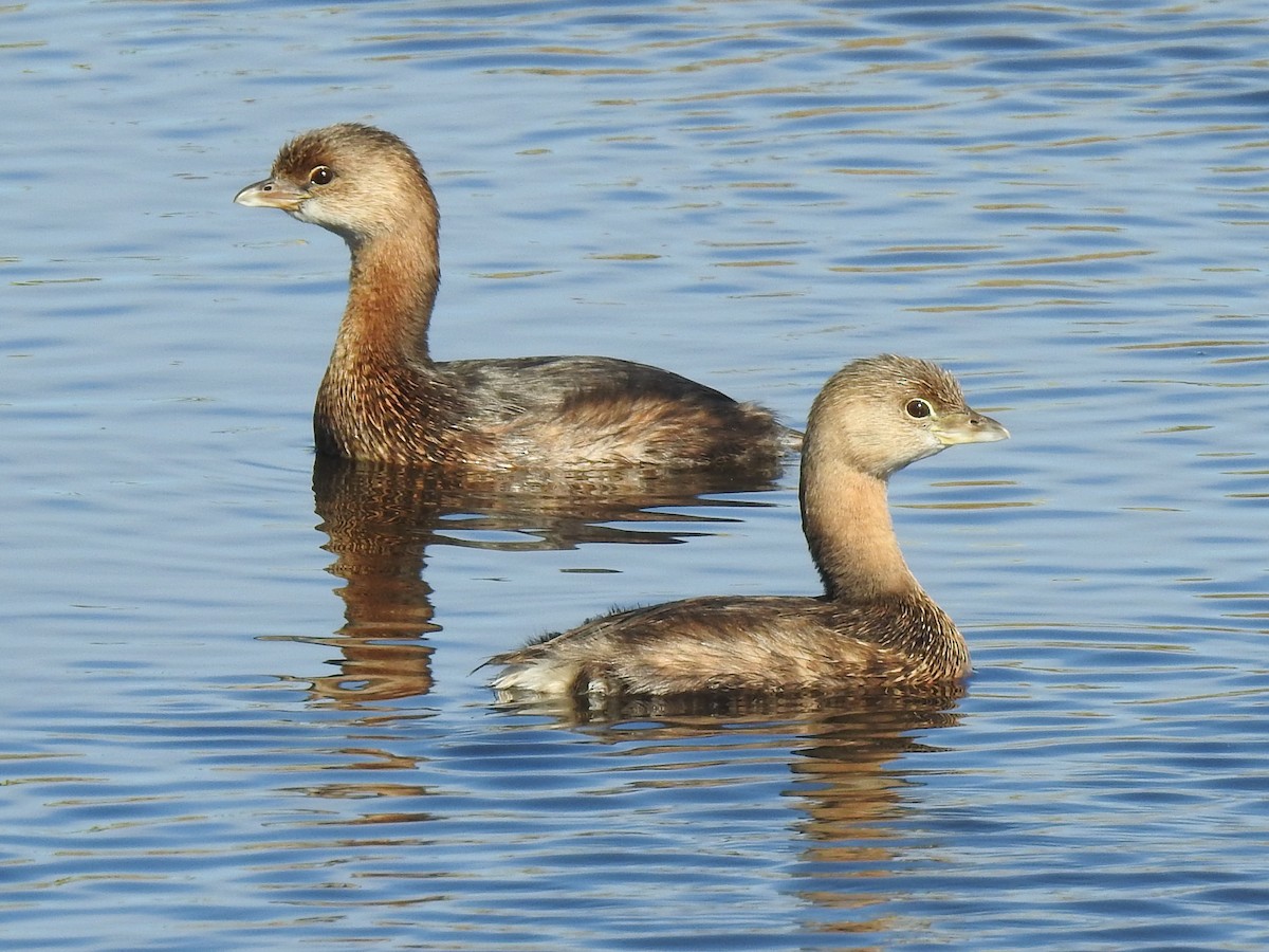 Pied-billed Grebe - Chris Wiles