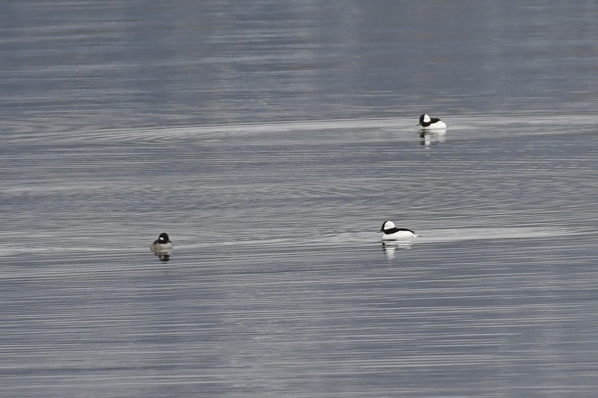 Bufflehead - ML398187561