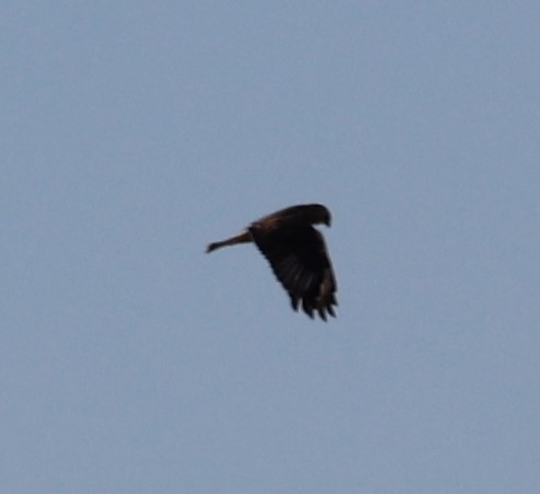 Rough-legged Hawk - ML398189511