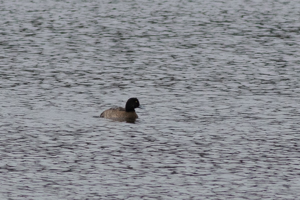 Greater Scaup - ML398189661