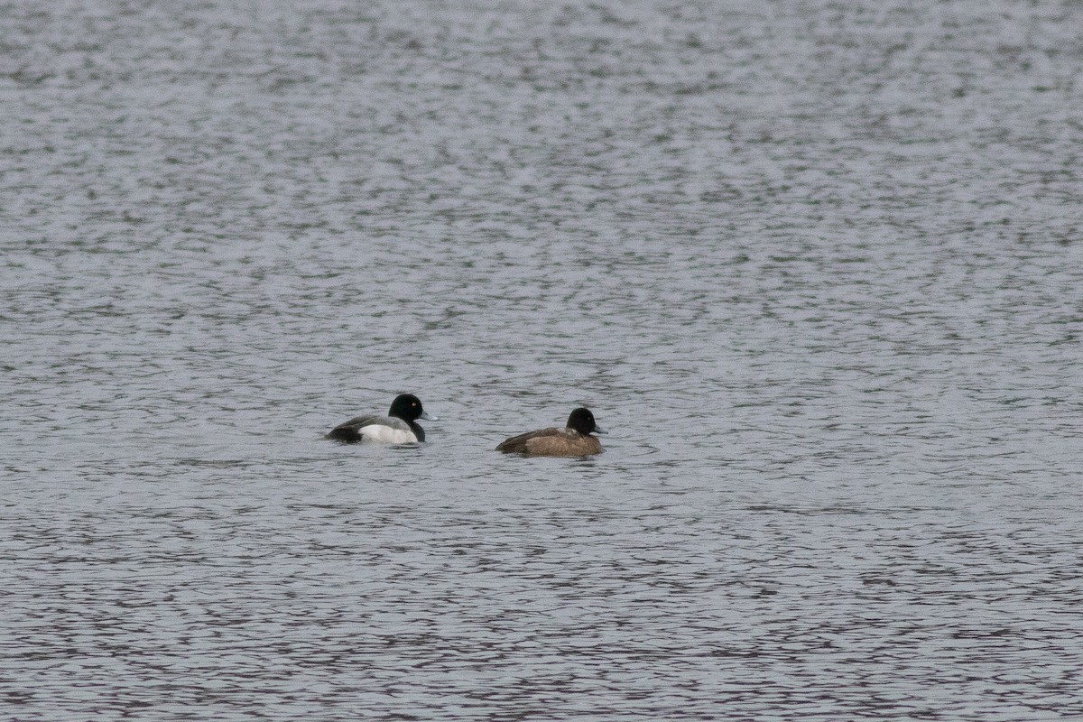 Greater Scaup - ML398189691
