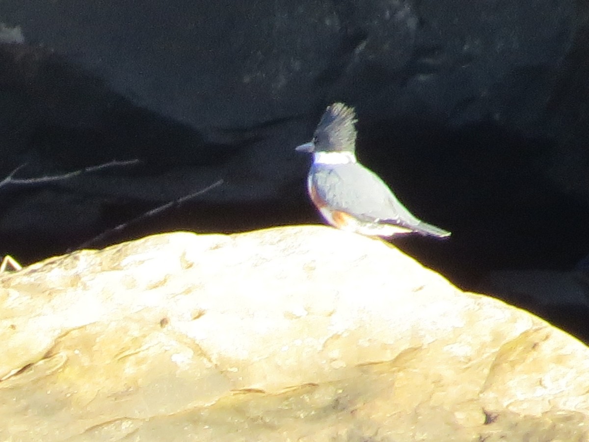 Belted Kingfisher - ML398189911