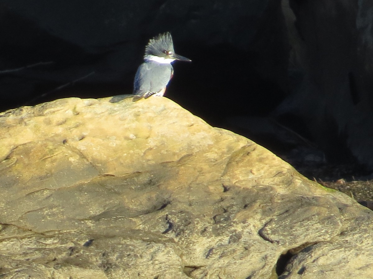 Belted Kingfisher - ML398189931
