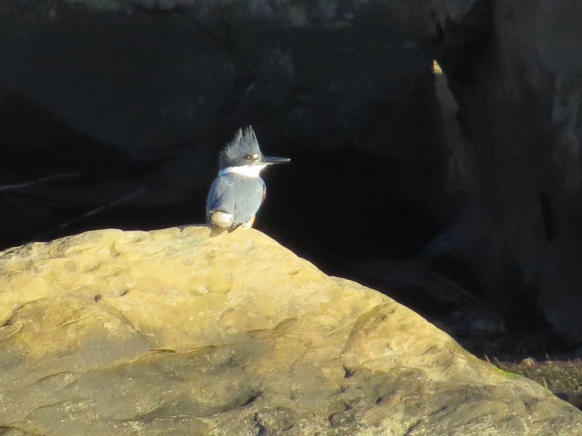 Belted Kingfisher - ML398189961