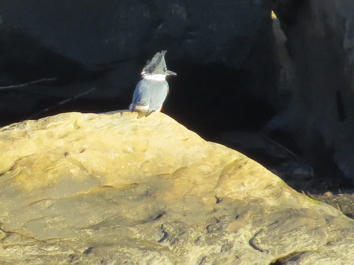 Belted Kingfisher - ML398189971
