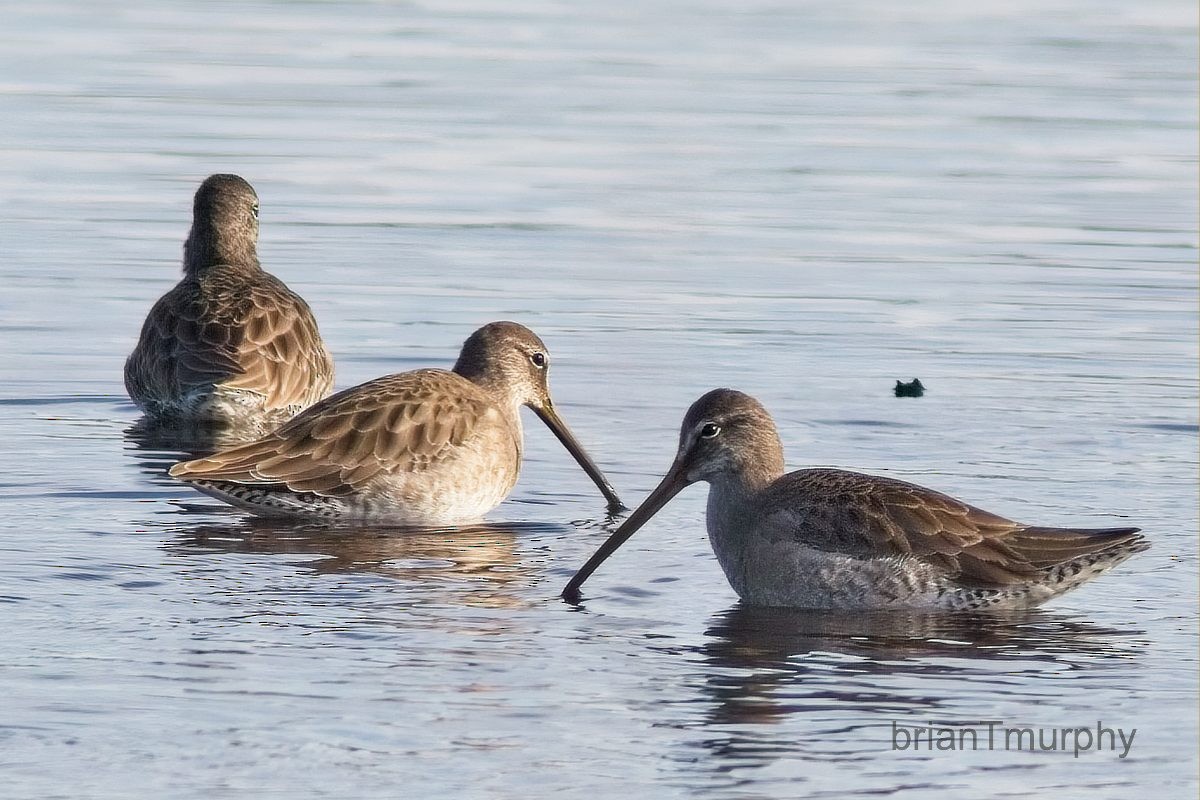 Long-billed Dowitcher - Brian Murphy